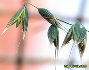 овсяные отруби от завода производителя